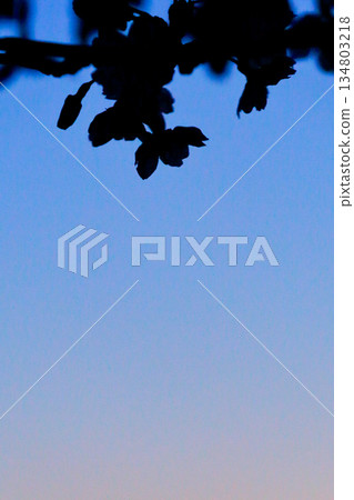 櫻花剪影融入暮色_豎圖 134803218