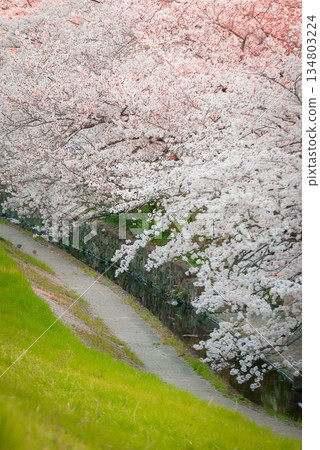 Cherry blossom trees blooming along the riverbank in the early morning_Vertical Cherry blossom trees blooming along the riverbank in the early morning_Vertical 134803224