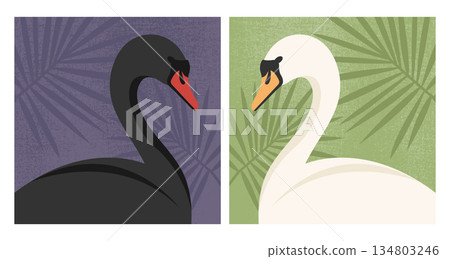 Beautiful black and white swan portraits on grunge background decorated with leaves. Vector illustration 134803246