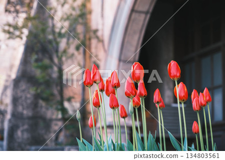 [Porto Europa] Bright red tulips 134803561