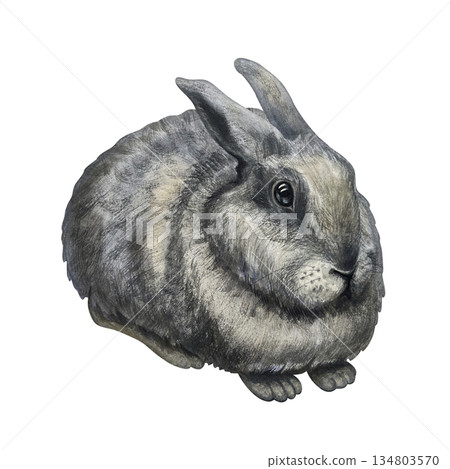 Fluffy gray rabbit isolated on a white background, side view. Cute watercolor animal clip art, hand-drawn in a realistic style, for Easter cards. Fluffy gray rabbit isolated on a white background, side view. Cute watercolor animal clip art, hand-drawn in a realistic style, for Easter cards. 134803570