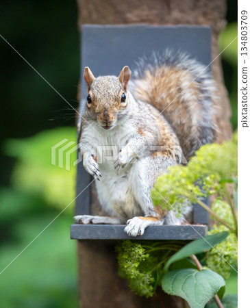 Eastern gray squirrel eating nuts and seeds from a squirrel feeder in a garden Eastern gray squirrel eating nuts and seeds from a squirrel feeder in a garden 134803709