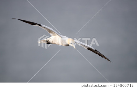 Northern Gannet seabird in flight wings wide spread against grey sky Northern Gannet seabird in flight wings wide spread against grey sky 134803712