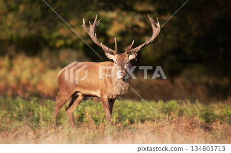 Red deer stag standing in green ferns in autumn 134803713