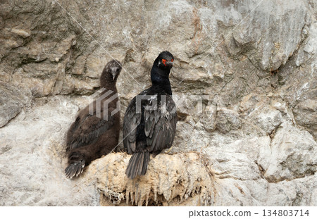 Rock shags nesting on rocky cliffs in Falkland Islands Rock shags nesting on rocky cliffs in Falkland Islands 134803714