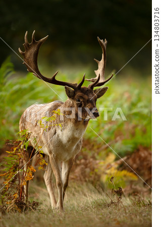 Fallow deer stag standing among green ferns in autumn meadow Fallow deer stag standing among green ferns in autumn meadow 134803716