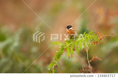 Male European Stonechat perching on green bracken fern Male European Stonechat perching on green bracken fern 134803717