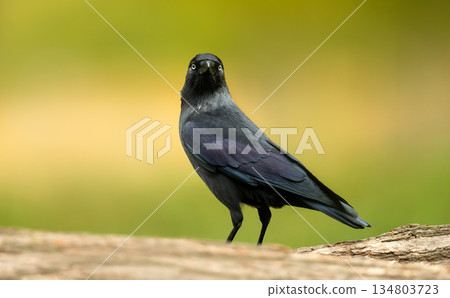 Close-up portrait of Western jackdaw perched on fallen tree Close-up portrait of Western jackdaw perched on fallen tree 134803723