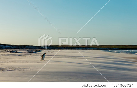 Gentoo penguin walking across a sandy beach in the Falkland Islands 134803724