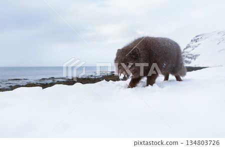 Blue morph Arctic fox foraging on a snowy shoreline in Iceland Blue morph Arctic fox foraging on a snowy shoreline in Iceland 134803726