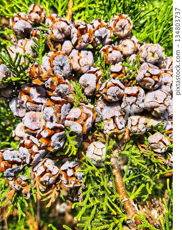 pine cones and needles on a wooden board. conifer tree cones close-up. cypress or thuja fruit cones on branch. Texture of autumn conifer cones pine cones and needles on a wooden board. conifer tree cones close-up. cypress or thuja fruit cones on branch. Texture of autumn conifer cones 134803737
