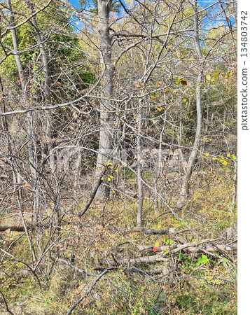 tree branches in the forest. The photo shows a dense tangle of leafless branches of trees and shrubs. autumn vibe. autumn picture tree branches in the forest. The photo shows a dense tangle of leafless branches of trees and shrubs. autumn vibe. autumn picture 134803742