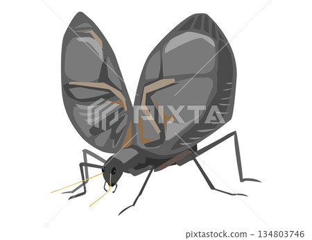 鐘蟋蟀的插圖，它是秋天的象徵。 134803746