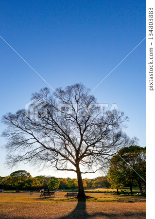 Silhouette of bare winter trees against the blue sky_Vertical 134803883