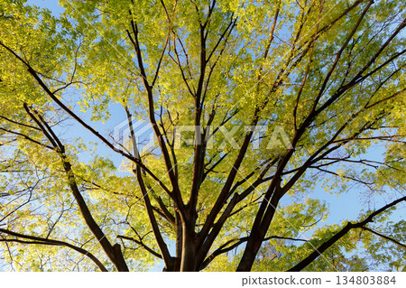 鬱鬱蔥蔥的樹冠仰望著蔚藍的天空。 鬱鬱蔥蔥的樹冠仰望著蔚藍的天空。 134803884