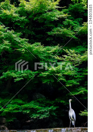 A grey heron standing with a fresh green maple tree_Vertical 134803885
