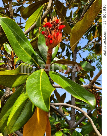 A close-up of the bright red, cone-shaped seed pod of a magnolia against a backdrop of large, leathery, dark green leaves. A close-up of the bright red, cone-shaped seed pod of a magnolia against a backdrop of large, leathery, dark green leaves. 134803936