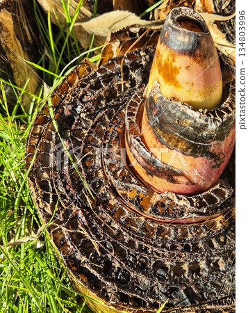 A section of a banana stem with a pronounced honeycomb structure and core A section of a banana stem with a pronounced honeycomb structure and core 134803996