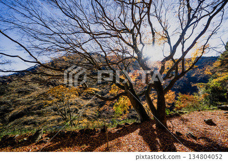 愛吉隧道秋季特別開放 134804052