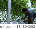 A dedicated laborant trims cannabis buds in a well-organized plantation under bright lights. 134804092