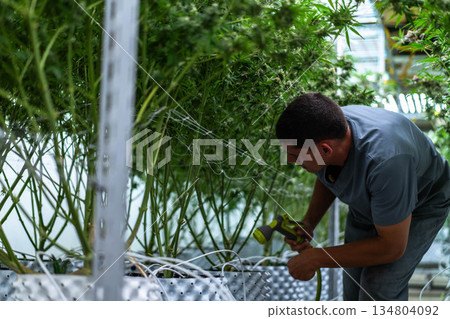 A dedicated laborant trims cannabis buds in a well-organized plantation under bright lights. 134804092