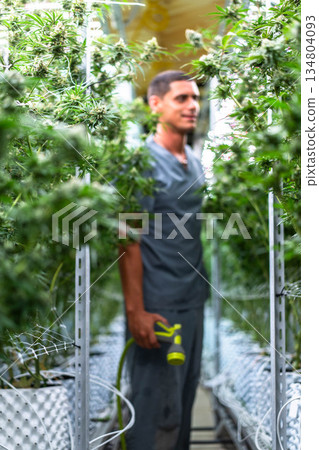 Laborer tending to thriving cannabis plants in a lush indoor plantation focusing on quality growth. 134804093