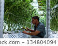 Laborants carefully trim cannabis plants in a vibrant grow facility, ensuring quality and precision. 134804094