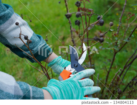 Closeup of gardeners hand in protective gloves with garden pruner making spring pruning of rose bush Closeup of gardeners hand in protective gloves with garden pruner making spring pruning of rose bush 134804113
