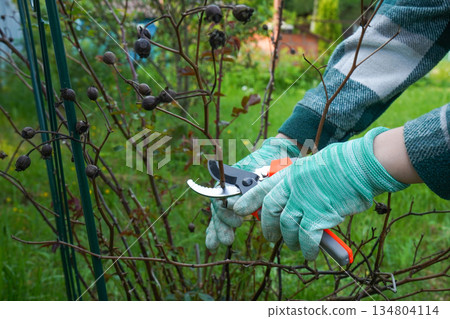 In tight close-up, garden secateurs operated by a protected hand execute the delicate work of pruning a rose bush in early spring. In tight close-up, garden secateurs operated by a protected hand execute the delicate work of pruning a rose bush in early spring. 134804114