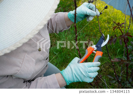 Focus on skilled, gloved hands performing spring maintenance on a rose bush with the sharp blades of a garden pruner. Focus on skilled, gloved hands performing spring maintenance on a rose bush with the sharp blades of a garden pruner. 134804115