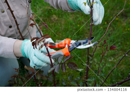 Spring pruning in action: a close view of shears in a gardener's shielded hand making precise cuts on a thriving rose bush. 134804116