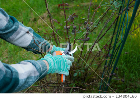 Pruning a rose in spring. The gardener gives the rose bush the correct shape. 134804160