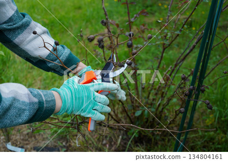 Closeup of gardeners hand in protective gloves with garden pruner making spring pruning of rose bush Closeup of gardeners hand in protective gloves with garden pruner making spring pruning of rose bush 134804161