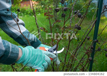 Gardener using pruning shears, taking care of roses, plants and other flowers. 134804162