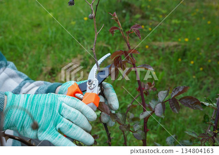 Pruning roses is flower care that promotes healthier growth and bright blooms. Pruning roses is flower care that promotes healthier growth and bright blooms. 134804163