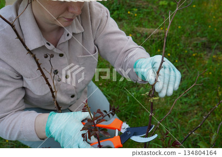 Close-up of a gardener's gloved hand skillfully using pruning shears to shape a rose bush during its essential spring trim. Close-up of a gardener's gloved hand skillfully using pruning shears to shape a rose bush during its essential spring trim. 134804164