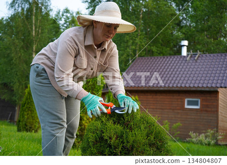With precise snips of her pruning shears, the gardener sculpts the lush, circular form of a mature thuja shrub. 134804807