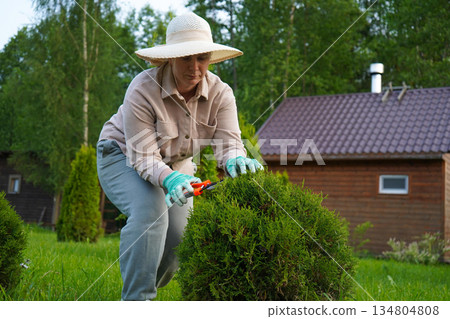 Using sharp hedge clippers, she performs maintenance pruning on a spherical evergreen, defining its perfect curves. 134804808