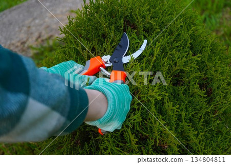 A close-up focuses on the gardener's hands, clad in a green plaid shirt sleeve, as they sever dry, yellowed branches from a thuja with sharp pruning shears. 134804811