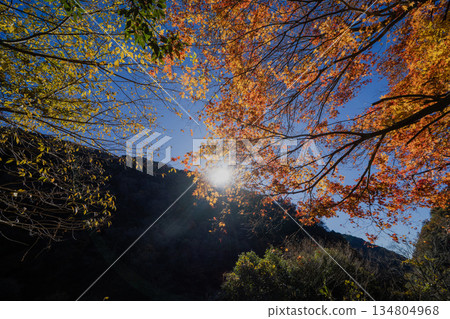 Aigi Tunnels Autumn Special Opening Aigi Tunnels Autumn Special Opening 134804968