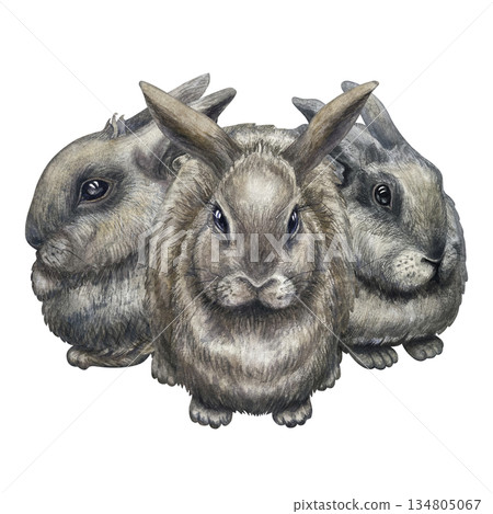 Gray rabbits isolated on a white background. Side, front view. Cute watercolor animal clip art, hand-drawn in a realistic style, for Easter, farm 134805067