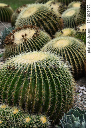Round cacti 134805071