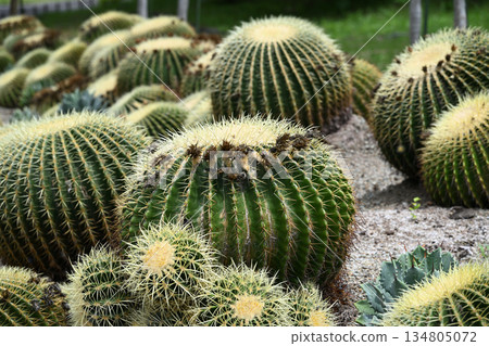 Round cacti Round cacti 134805072