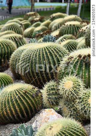 Scenery with cactus Scenery with cactus 134805073
