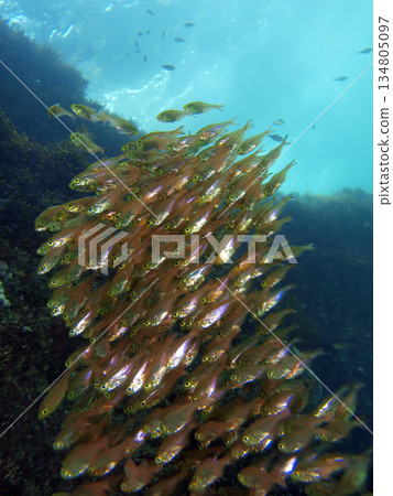 Goldeneyes flocking to the inlet 134805097