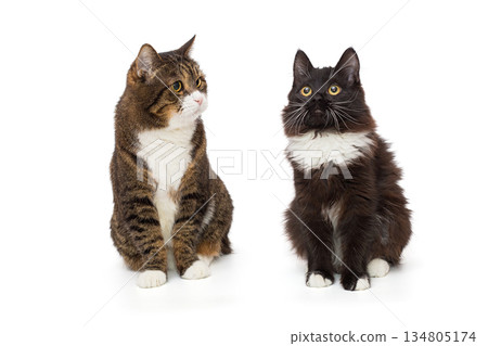 Adult grey cat and a young black kitten Adult grey cat and a young black kitten 134805174