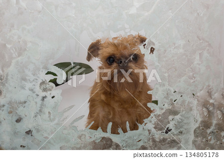 Brussels Griffon dog looks out of a frozen window Brussels Griffon dog looks out of a frozen window 134805178