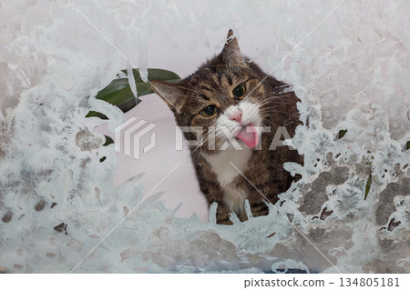 Big gray cat  licks the frozen window 134805181