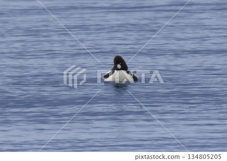 A common goldeneye flew onto the lake A common goldeneye flew onto the lake 134805205