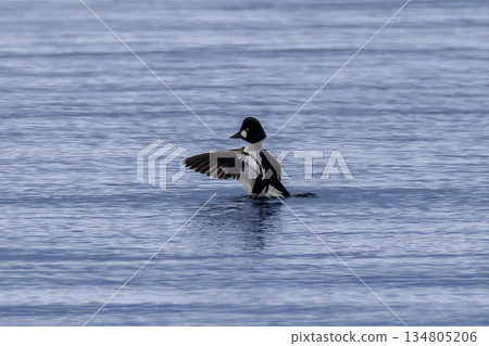 A common goldeneye flew onto the lake A common goldeneye flew onto the lake 134805206